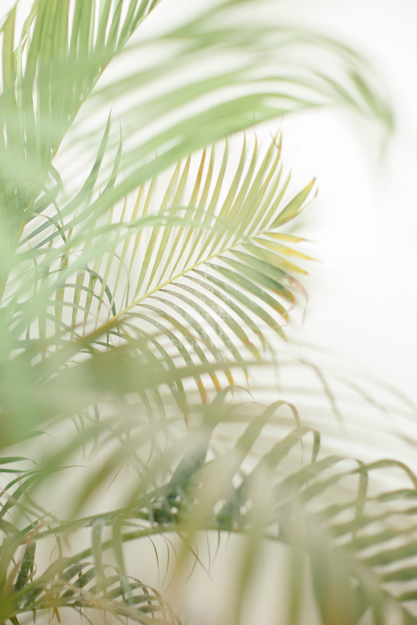 Palm Leaf Plant 